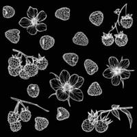 Set of raspberries with their flowers. hand drawn line art of summer fruit in white isolated on black background. Highly detailed for print and online projects. vector
