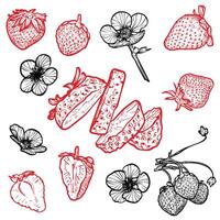 Set of strawberries with their flowers. hand drawn line art of summer fruit in red and black isolated on white background. Highly detailed for print and online projects. vector