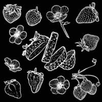 Set of strawberries with their flowers. hand drawn line art of summer fruit in white isolated on black background. Highly detailed for print and online projects. vector