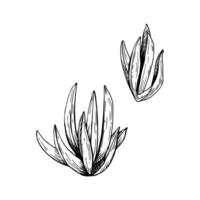 A set of ice plants. Coastal dune flower. Black and white hand drawn botanical style illustration. Painted by black inks. Sketch with fine lines isolated on white background. vector