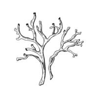 Two seaweed branches. Hand drawn botanical illustration. Sketch in line art style painted by black inks. Simple contour drawing. Design isolated on white background. For clip art package label vector