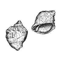 Two seashells in a black and white sketch style. Each shell has unique ridges and textures, in fine detail, ideal for coastal or nautical themes. Hand drawn illustration isolated on white vector