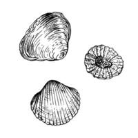 A set of sea shells with unique textures and shapes, capturing the natural beauty of marine life. Black and white illustration. Hand drawn sketch isolated on white. Ideal for seaside designs. vector