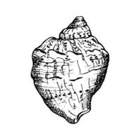 Seashell in a black and white sketch style. Shell has unique ridges and textures, in fine detail, ideal for nautical themes. Hand drawn illustration isolated on white. For label package. vector