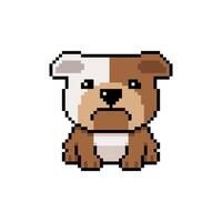 Pixel art a cute bulldog in retro style for design. vector