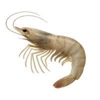 Realistic 3D Rendering of a Shrimp with Detailed Textures and Colors png