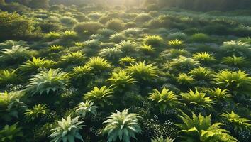 Lush Green Ferns and Tiny White Flowers Growing in Forest Glade photo
