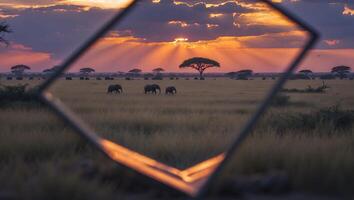 Elephants Grazing in Grassy Field at Sunset with Dramatic Sky photo