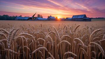 Bird Flying Over Wheat Field at Sunset with Barns in Background photo