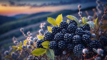 Blackberries Growing on Hillside at Sunset with Green Leaves photo