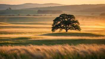 Lone Tree in Golden Field at Sunset Landscape Photography photo