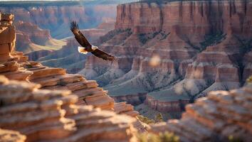 Eagle Soaring Above Dramatic Canyon Landscape with Layers of Red Rock photo