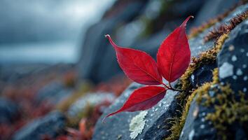 Red Leaves Growing on Rock Face with Moss in Nature photo