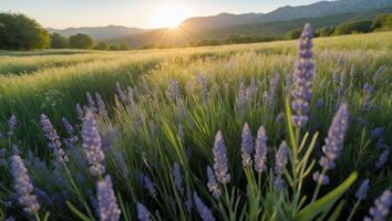 Lavender Blooms in Meadow at Sunrise with Mountains in Background photo