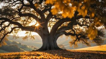 Majestic Old Oak Tree at Sunset with Golden Light and Leaves photo