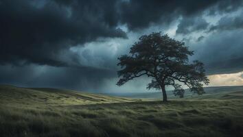Standing Tree in Open Field Under Dramatic Cloudy Sky Weather photo