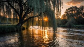 Sunset Glimmering Through Weeping Willow Tree Over River Waters photo