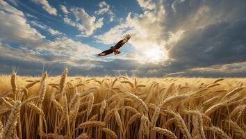 Hawk Flying Over Golden Wheat Field with a Dramatic Cloudy Sky photo