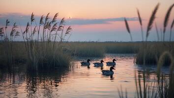 Ducks Swimming Quietly in Water at Sunset Through Tall Grasses photo