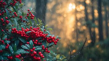 Red Berries Bush in Rain with Bokeh Light Through Forest Trees photo