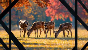 Deer Grazing in Autumn Meadow with Colorful Fall Foliage Backdrop photo