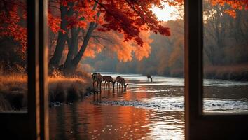 Deer Drinking Water River Autumn Foliage From Window Viewpoint photo