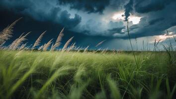 Wind Sweeping Through Tall Grass Field Under Dramatic Stormy Sky photo