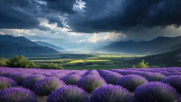 Lavender Field Landscape with Dramatic Sky and Mountains in Background photo