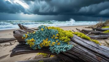 Driftwood on Sandy Beach with Lush Green Growth and Dramatic Skies photo