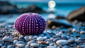 Purple Sea Urchin Shell on Pebble Beach at Dusk Near Ocean photo