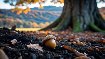 Acorn on Soil with Tree and Autumn Landscape Background photo