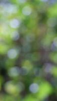 Blurred Green Leaf Background in Soft Focus, vertical video