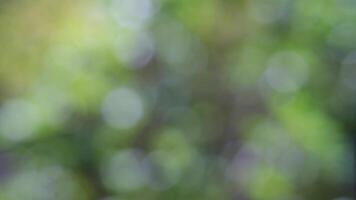 Blurred Green Leaf Background in Soft Focus video