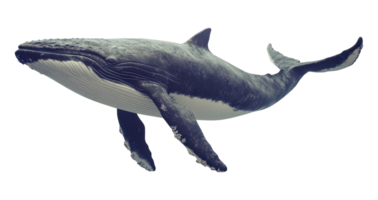 Humpback Whale Swimming Upward on Transparent Background Image png