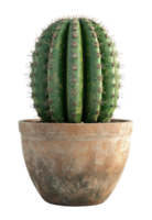 Cactus Echinopsis in Terra Cotta Pot Isolated on a Transparent Background, Image png