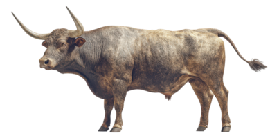 Aurochs with Massive Horns on a Transparent Background Image png