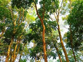 A group of trees in a forest photo