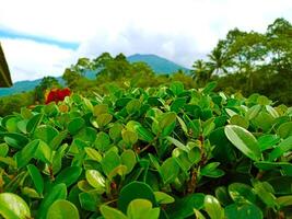 A bush with green leaves and a mountain in the background photo