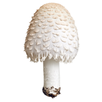 Solitary White Dapperling Mushroom Leucoagaricus leucothites on a Transparent Background, a poisonous fungus with a distinctive scaly cap Concept of nature, mycology, and toxicity png