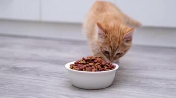 cute ginger kitten eats food from a bowl video