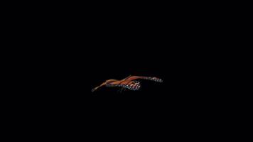 A Orange Butterfly Animation with Alpha Channel video