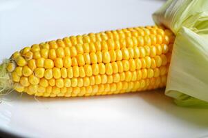 A close up of a corn on the cob photo