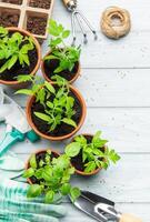 Gardener preparing seedlings and gardening tools on a wooden table photo