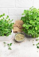Microgreens growing in pots with seeds in a bowl on a table photo
