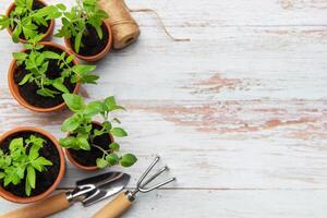 Seedlings growing in terracotta pots with gardening tools on rustic wood table photo