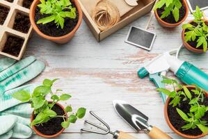 Gardening tools, terracotta pots, seedlings and peat pots forming a frame photo