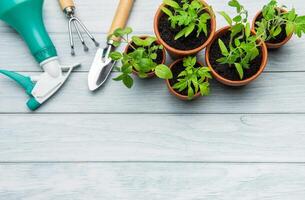 Gardening tools and seedlings on rustic white wooden background photo