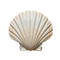 Intricate design of a delicate shell resting on a sandy beach capturing the essence of ocean life png