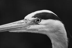 Close up of a gray heron with sharp focus on the head and beak. Bird photo