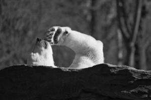 Black and white, a relaxed polar bear lies on rock and raises a paw in the air photo